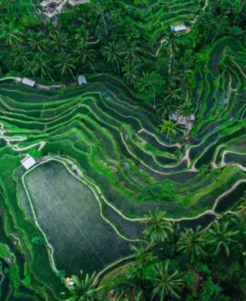 Tegallalang Rice Terraces